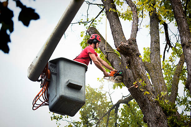 How Our Tree Care Process Works  in  Ama, LA